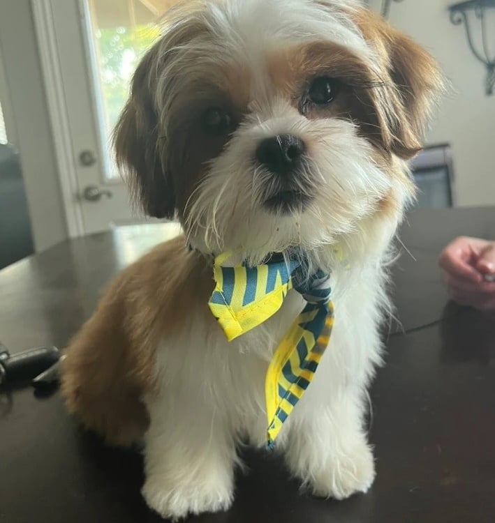 Beautiful Maltese Shih Tzu Mal-Shi Puppy Sitting On Table In Texas