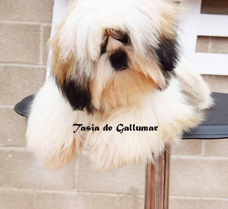 Gallumar cria familiar y responsable del Shih tzu