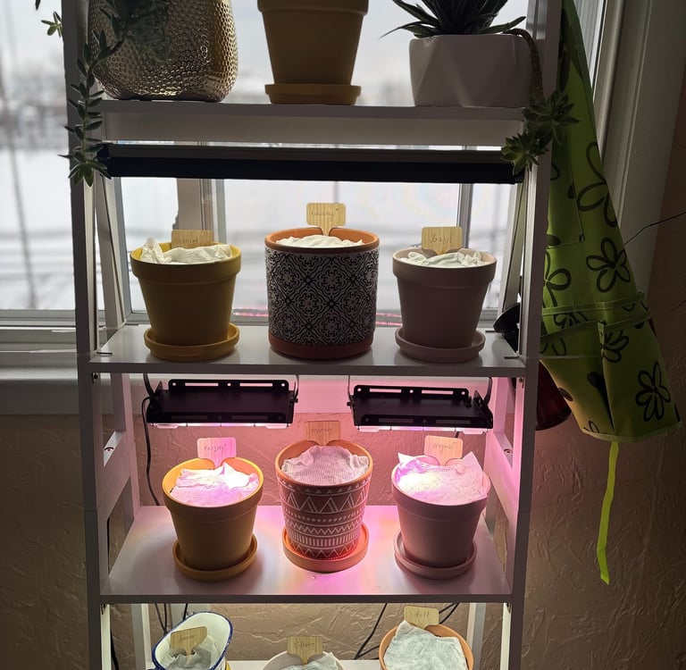 Indoor herb garden on a window shelf with grow lights and seed starting pots