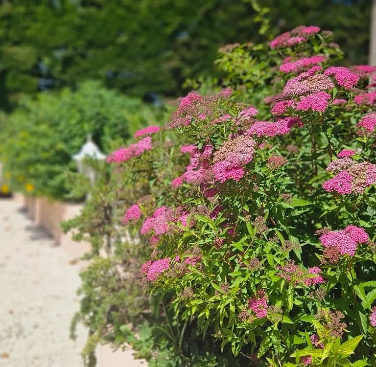 fleur de jardin rose