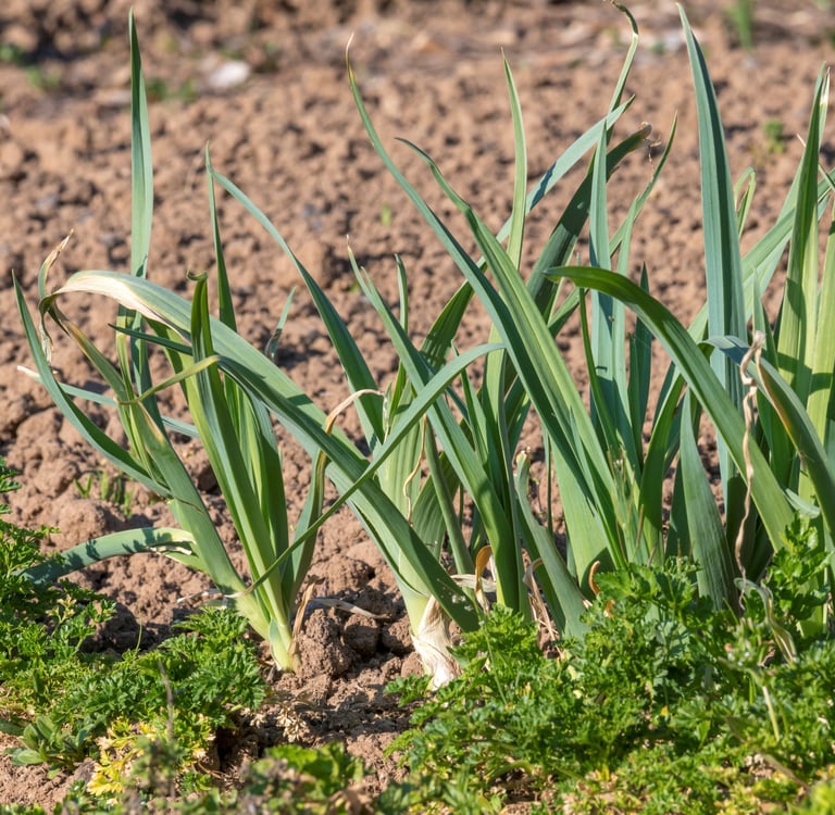 Leek Oil /  Allium porrum L.   Family  Liliacea  Part Used :  Whole Plant  CAS Number :  84650-15-7