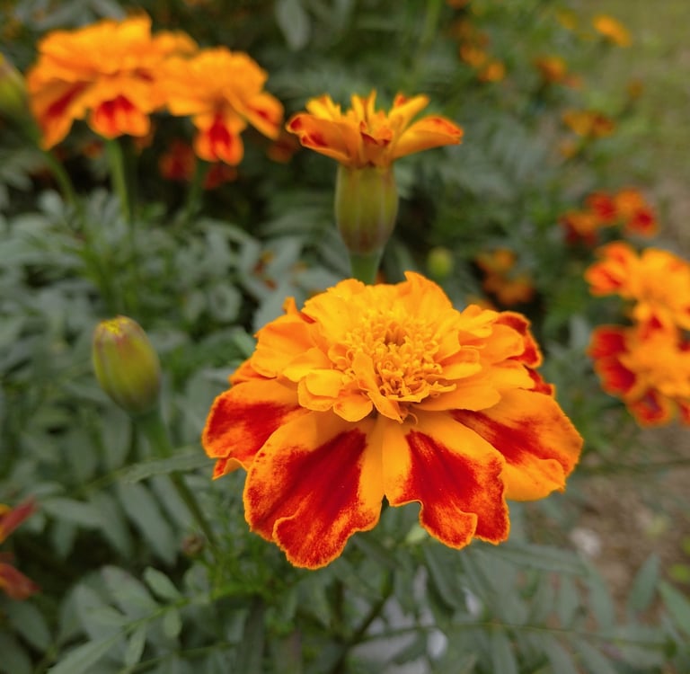 Tagetes Concrete :  Tagetes minuta L.   Family :  Asteraceae   Part Used : Flowers  CAS Number :  80