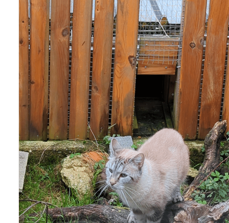 pension chaton