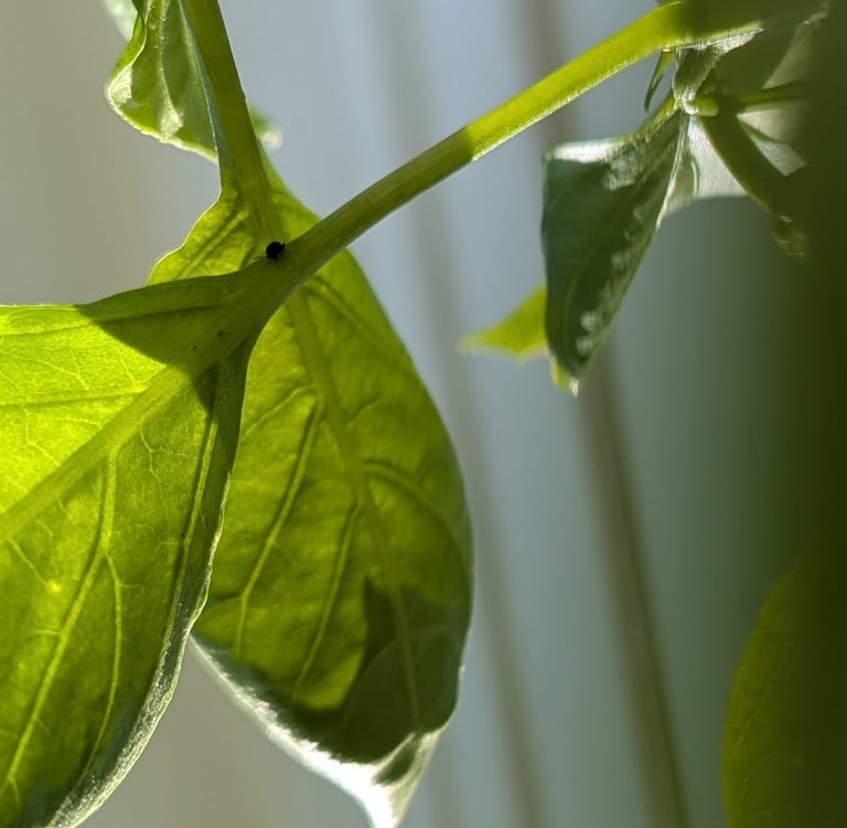 pepper plant in growth process, with sunlight filtering through peacefully