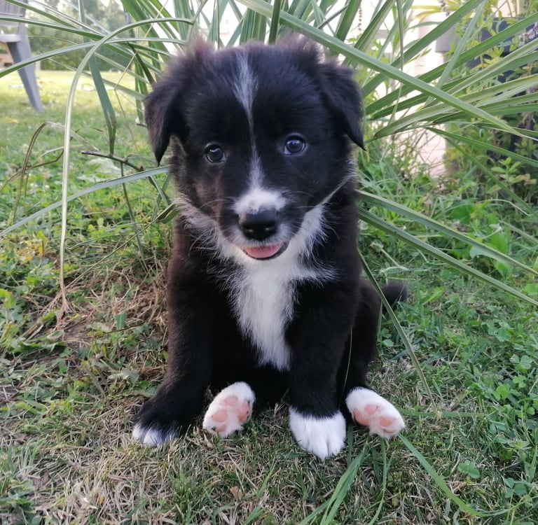 chiot border collie assis dans l'herbe