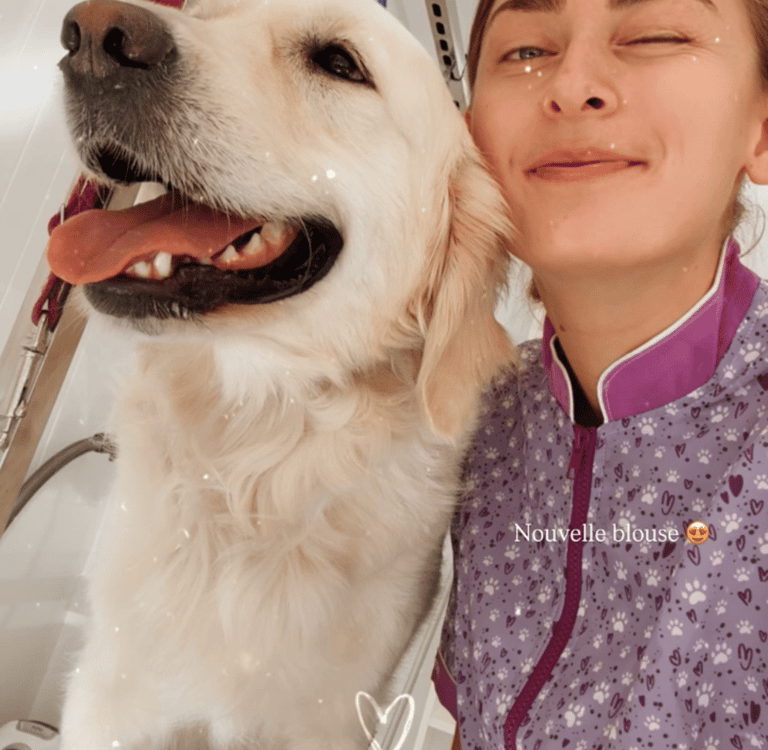 toilettage de golden retriever