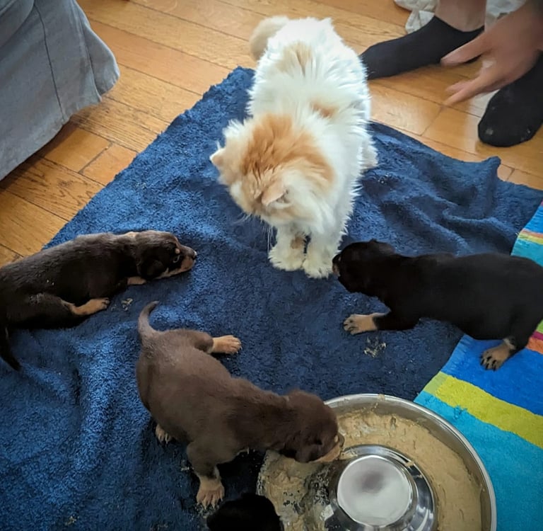 Chiot Working Kelpie et Chat Persan