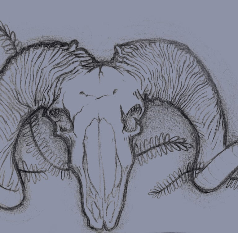 pencil in sketchpad drawing of a ram skull as seen in a shop in Jerome Arizona.
