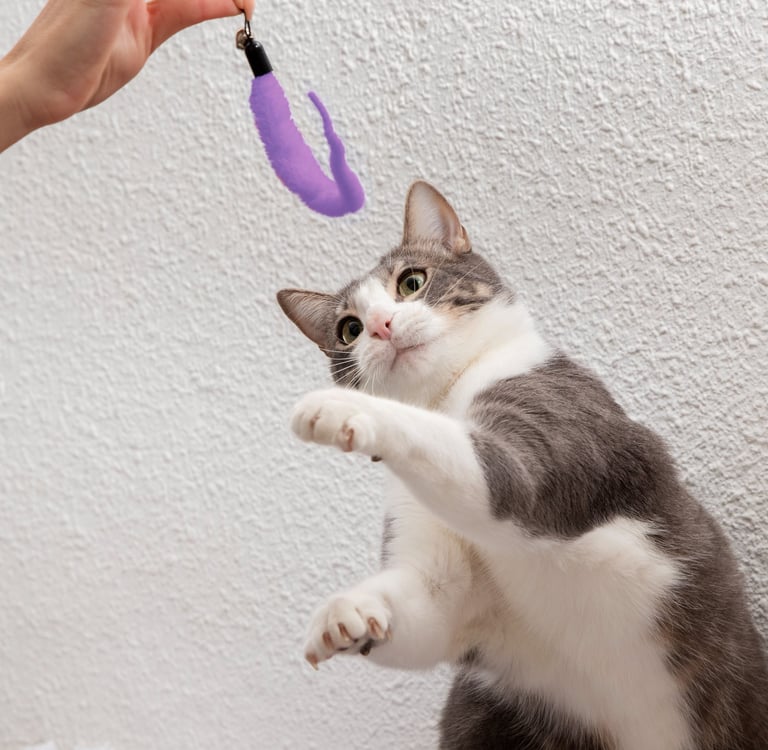 cat playing at Fido's Pet Sitters Lynnwood washington