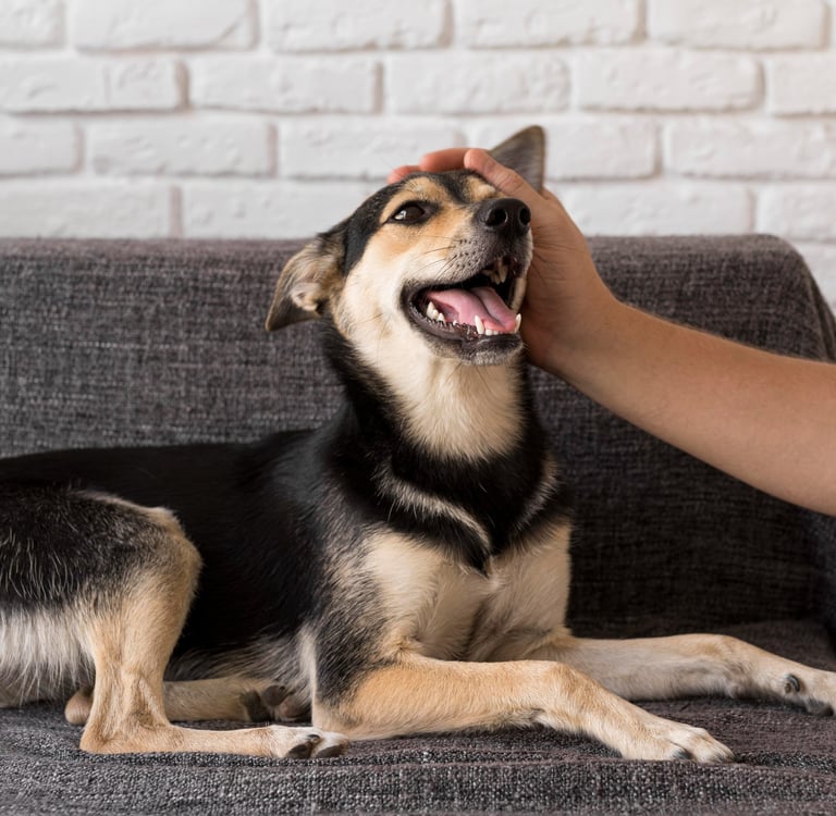 happy dog on the couch at Fido's pet sitters Lynnwood Washington