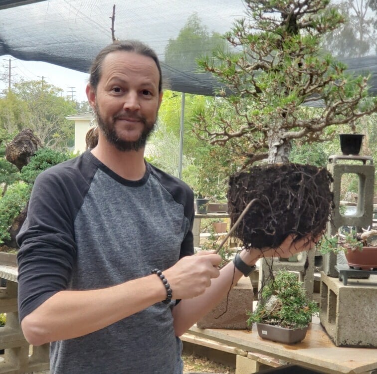 Colin Purcell repots a Japanese black pine bonsai