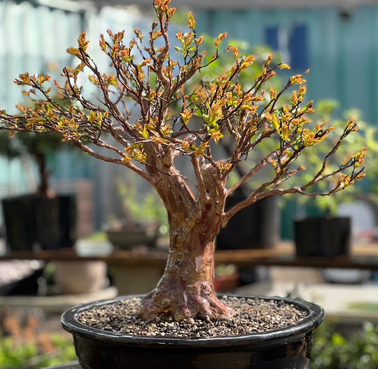 crape myrtle bonsai Colin Purcell 