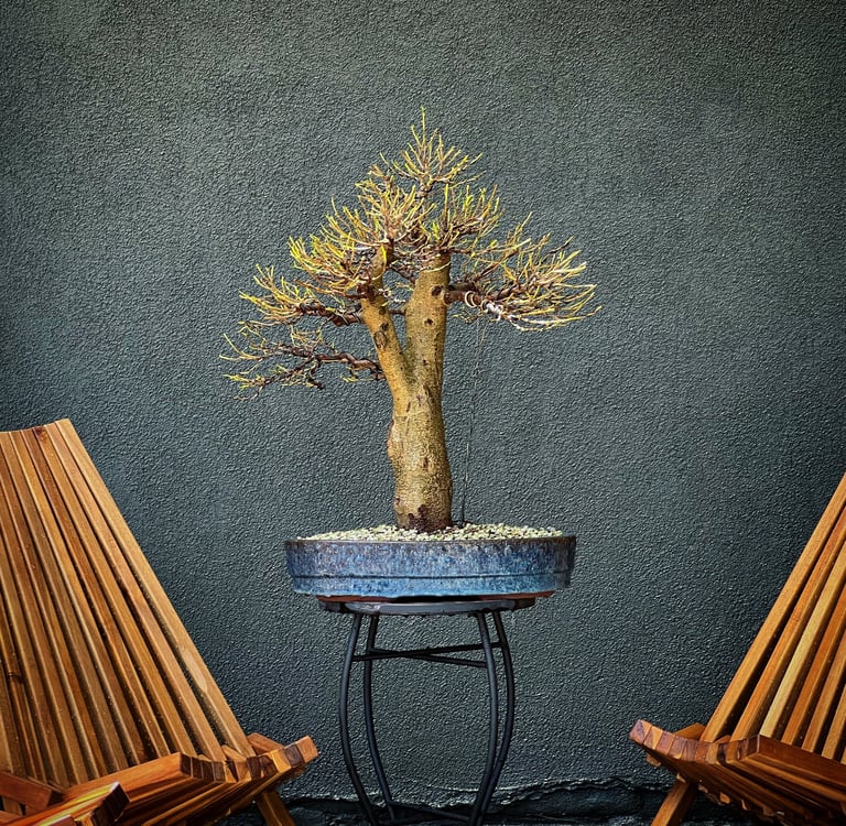 defoliated ficus bonsai tree by Colin Purcell 