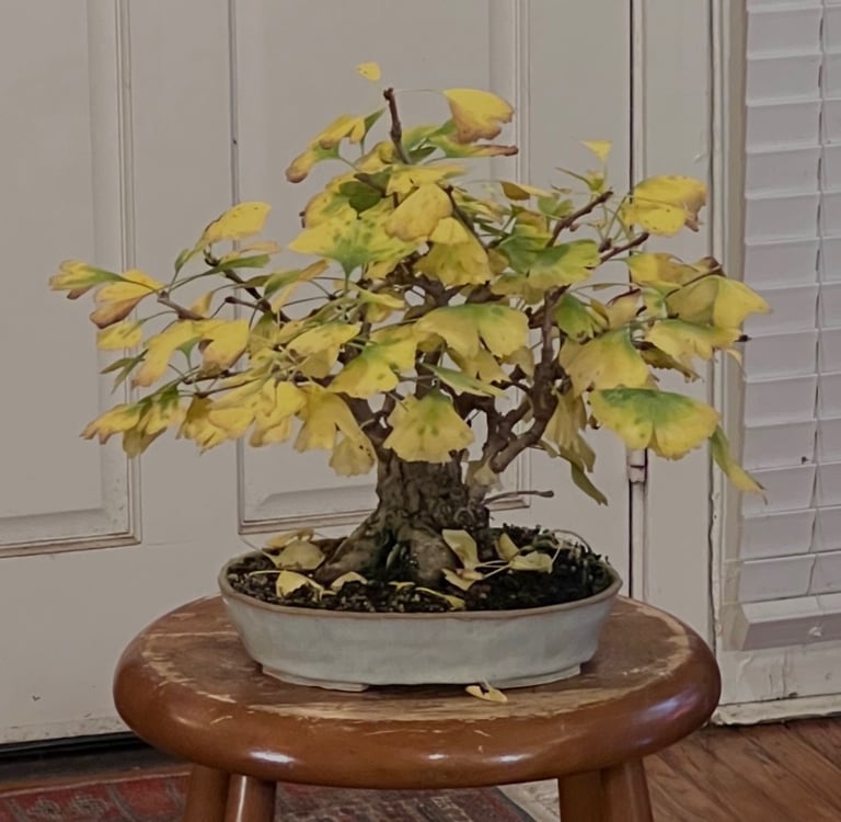 Ginkgo biloba bonsai tree with yellow fall colored leaves