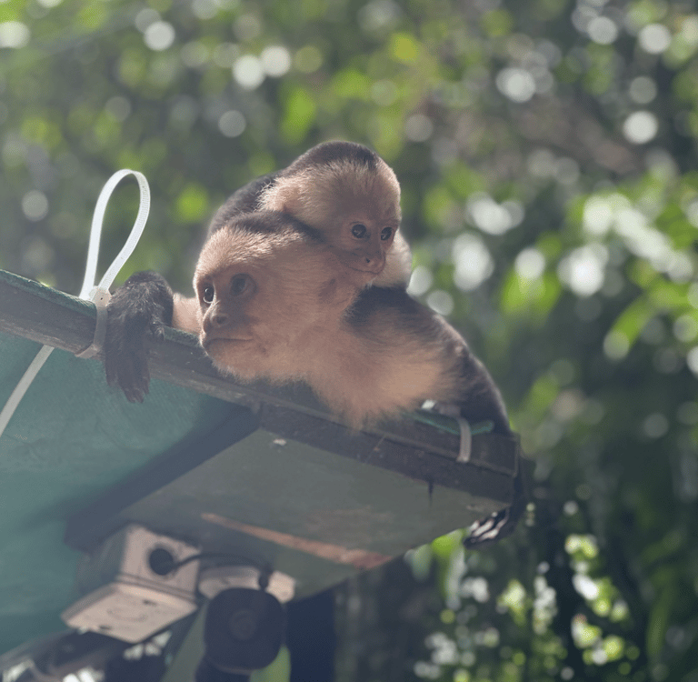 White Face Monkeys, Costa Rica Animals, Manuel Antonio State Park