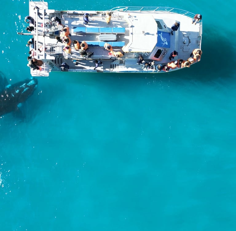 Whale Watching Activities at White Shark Guest House in Gansbaai
