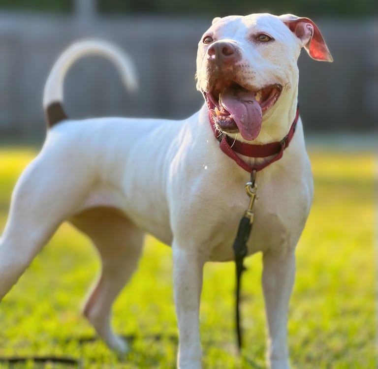 dog training to create happy dogs