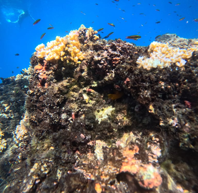 Coral Reefs in Cano Island ,Costa Rica .