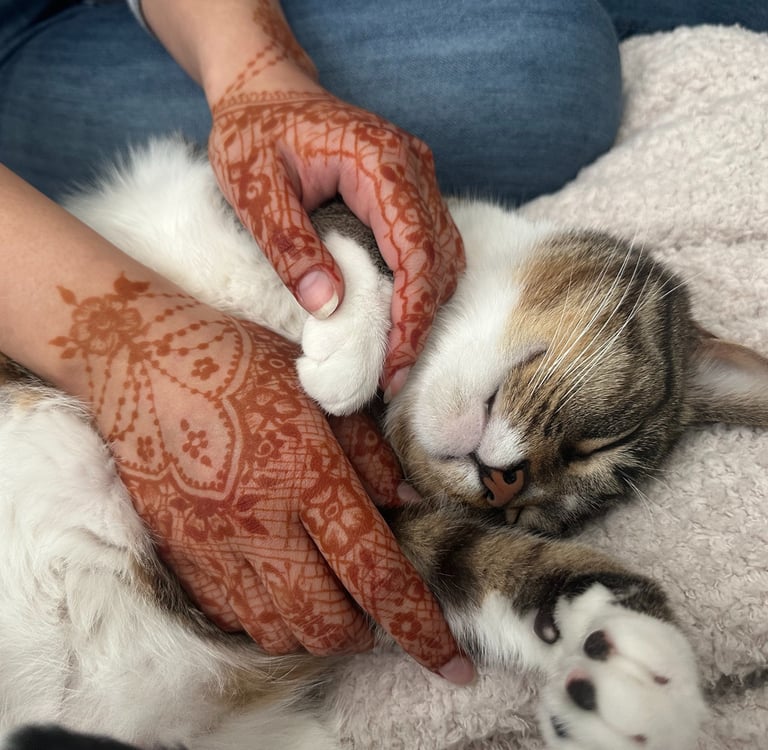 a sleeping tabby cat having his belly and paw pet by a girl with lacy henna designs on her hands