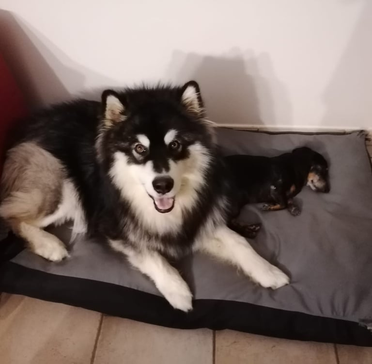 alaskan malamute dentro casa