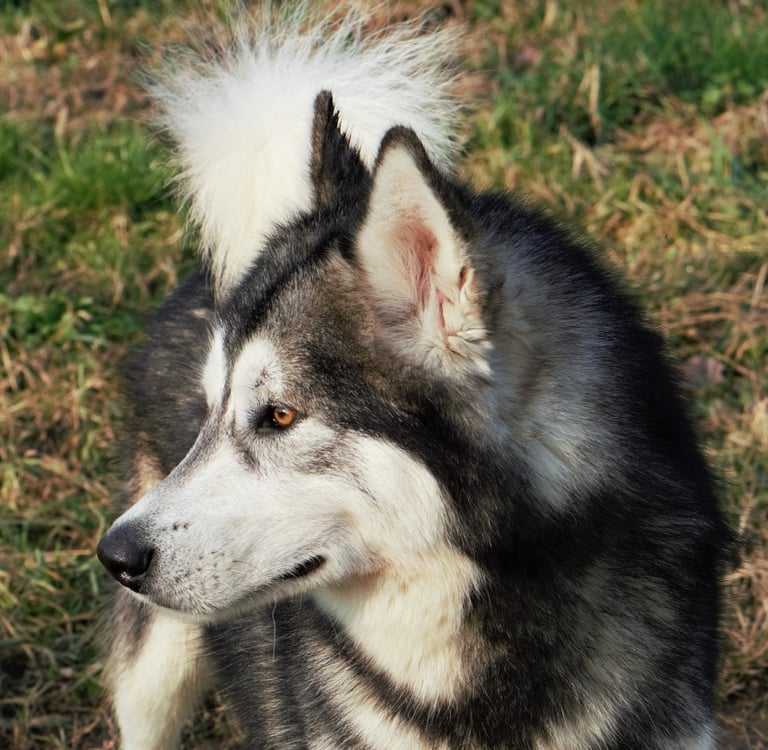 alaskan malamute grigio lupo bianco, wolf grey