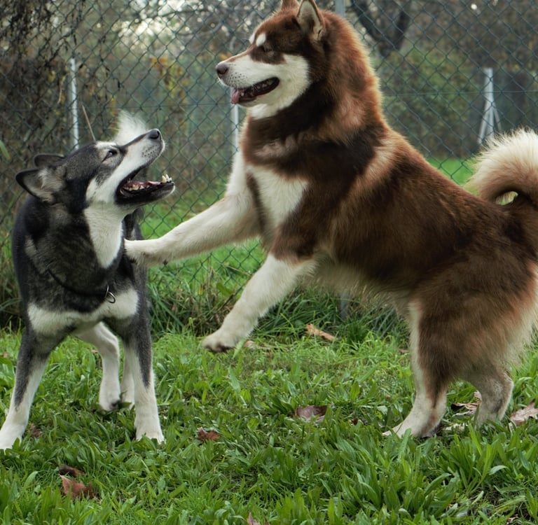 giochi tra maschio e femmina di alaskan malamute