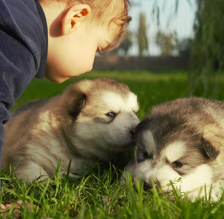 bimbo con cuccioli di alaskan malamute