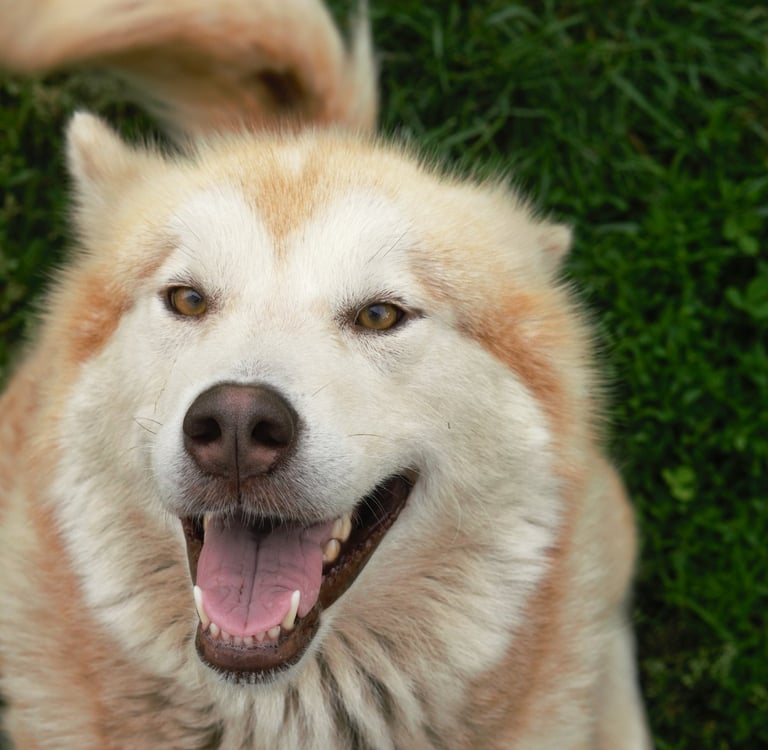 alaskan malamute rosso bianco, light red