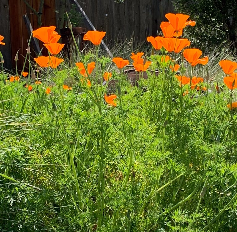 green California poppies with their orange flowers glowing in the sun