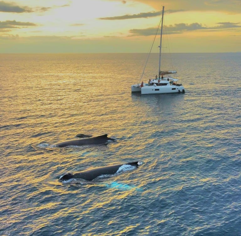 Whales surfacing near Kephas catamaran at sunset in Gulf of Papagayo, Costa Rica