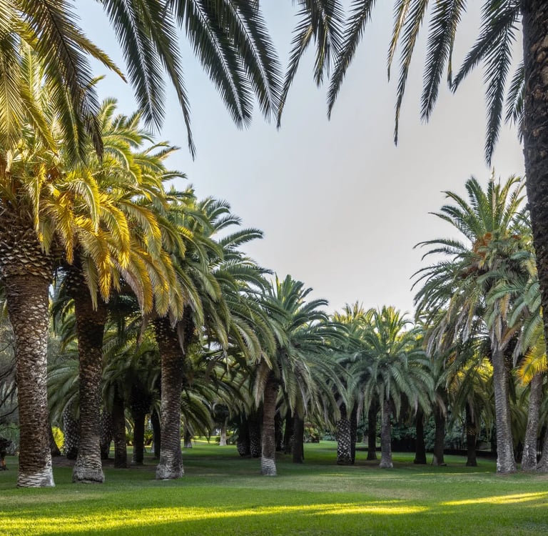 Palm grove with manicured lawn and filtered sunlight