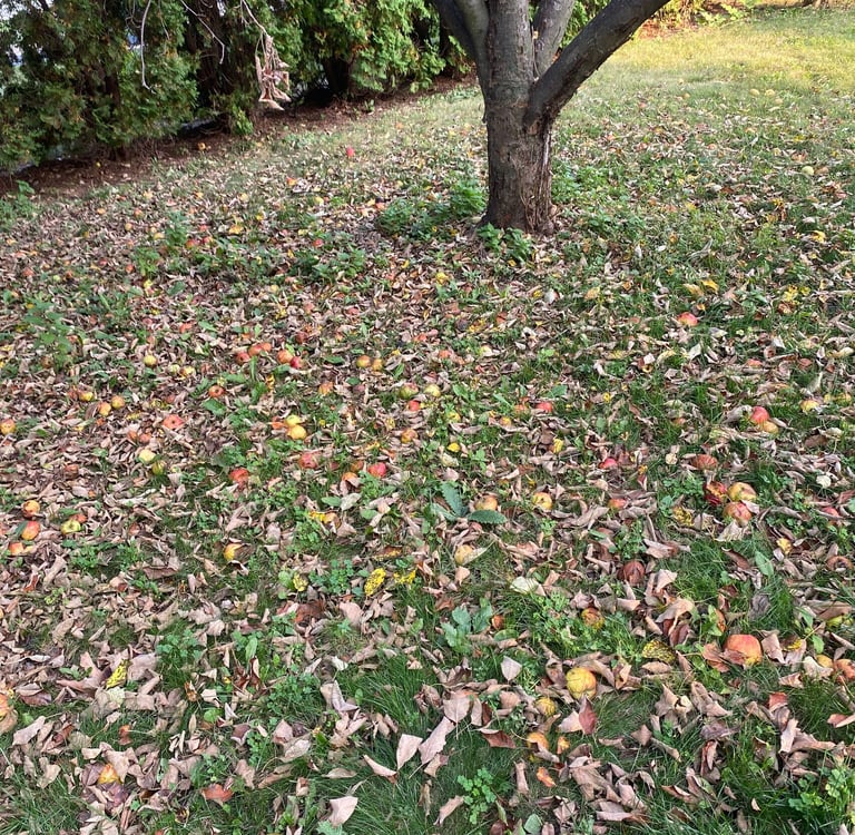 leafs on ground from apple tree