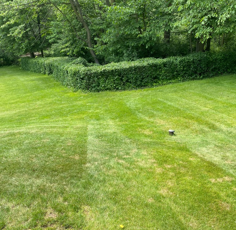 a yard that was just mowed and bushes that were just trimmed
