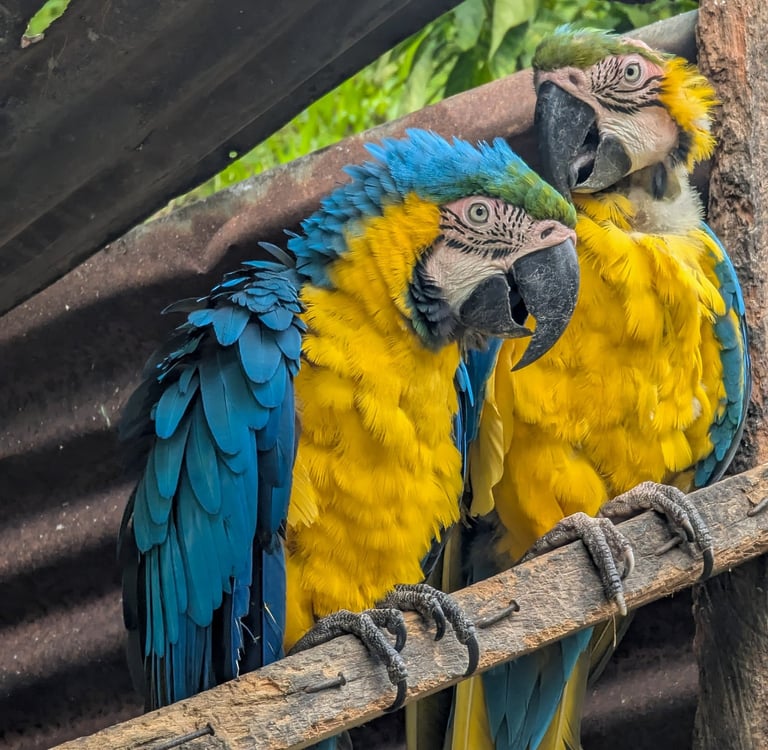 Guacamaya Bandera vista en un tour de Domek Tours 