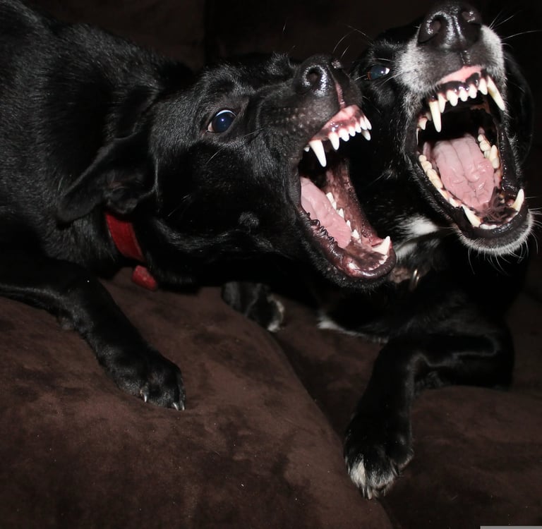 2 schwarze Hunde