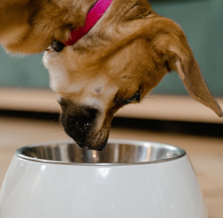A small brown dog with a pink collar moving its face towards a bowl of food.