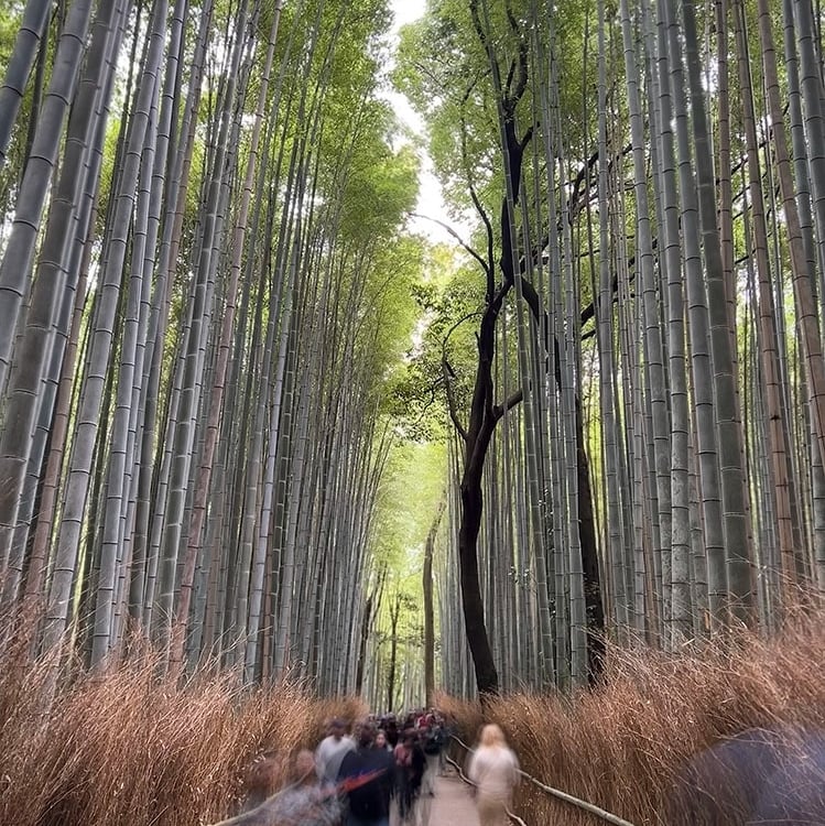 Foret de bambous d'Arashiyama