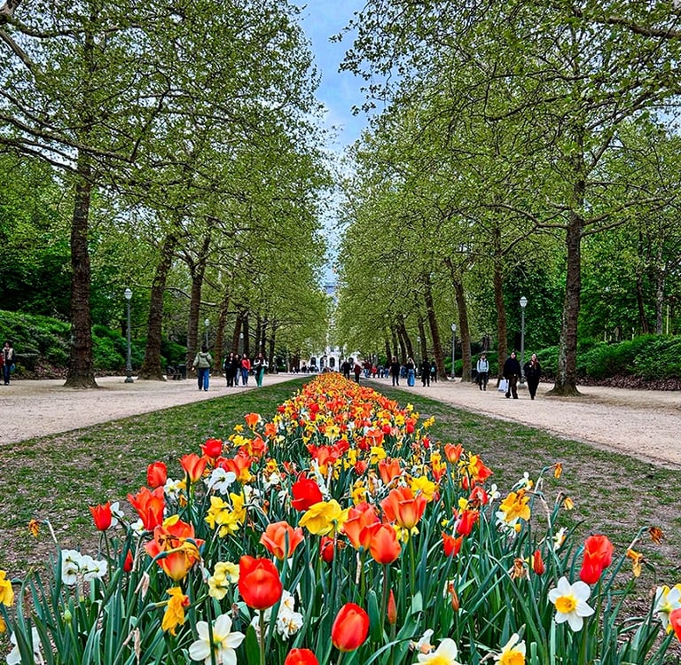 Les tulipes du Parc Royal