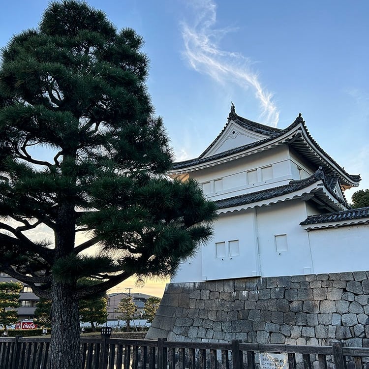 Château de Nijo accompagné d'un cèdre japonais sur le côté