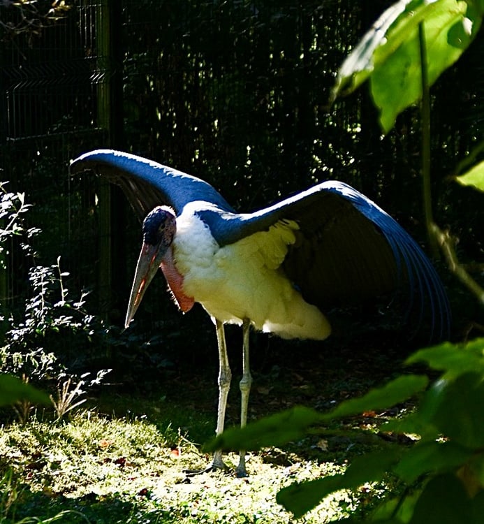 Marabout d'Afrique au ZooParc de Beauval
