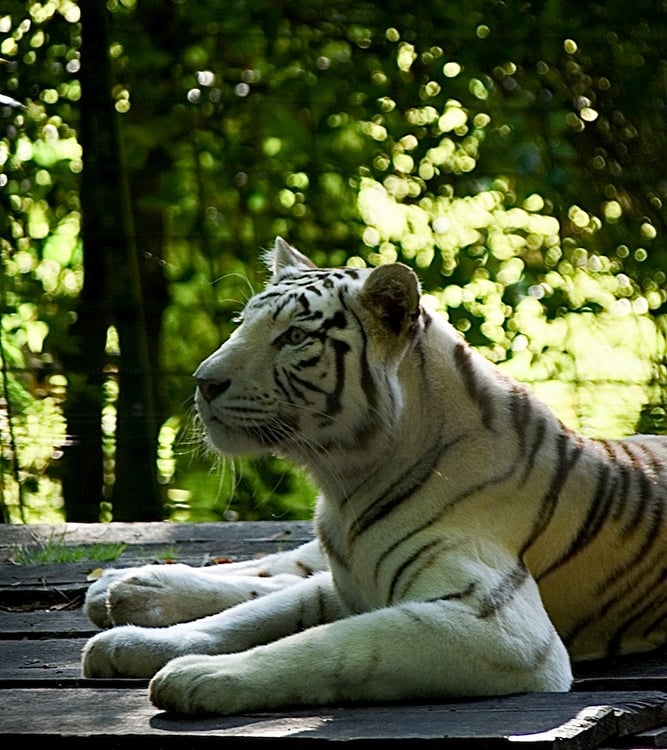 Tigre blanc au ZooParc de Beauval