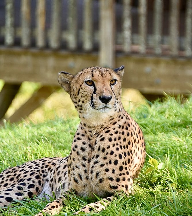 Guépard au ZooParc de Beauval