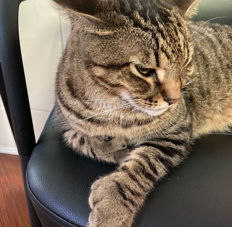 Chat polydactyle dans la maison d'Ernest Hemingway, Key West
