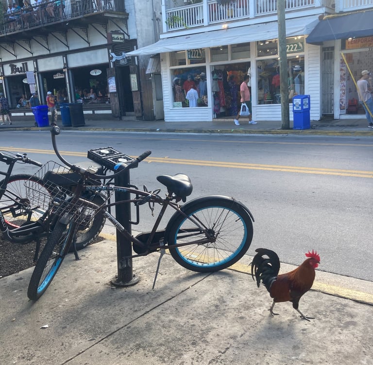 Les coqs qui vivent dans les rues de Key West