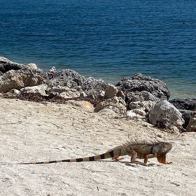 Iguane sur la plage, Islamorada