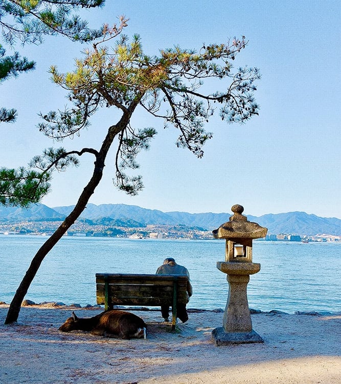 Un vieil homme sur un banc accompagné d'une biche sika au bord de l'eau