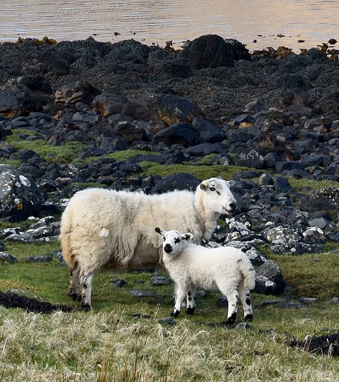 Maman et bébé mouton sur le bord de la route