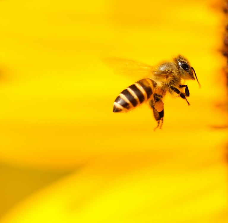Buzzing Beneath the Surface: Why Bees Are the Unsung Heroes of Global Agriculture