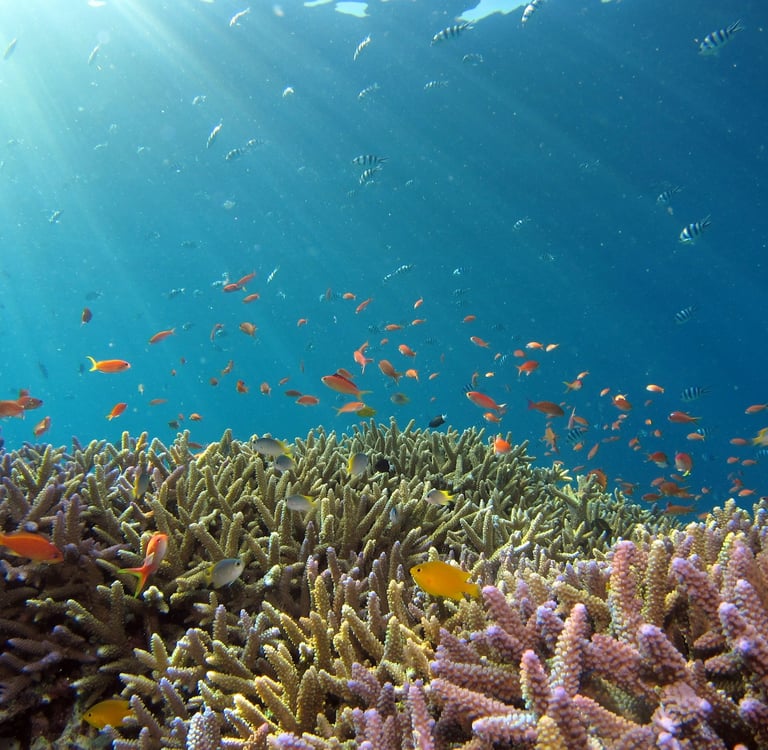 Coral Reefs: The Earth’s Immune System and Why Their Survival Matters
