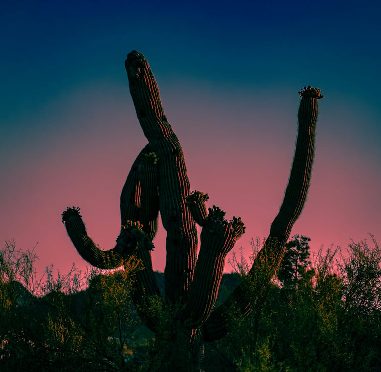 Desert Bloom: The Incredible Ways Plants Survive and Thrive in Harsh Environments
